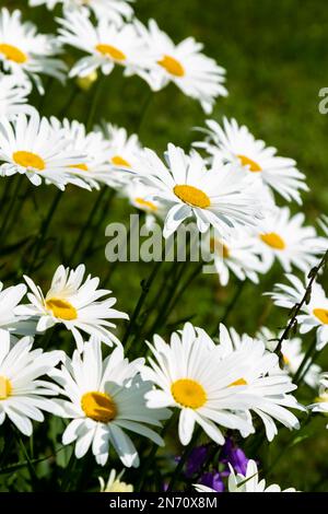 Flowers in a French garden, lots of summer colour Stock Photo