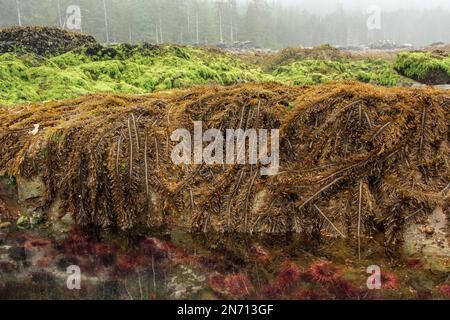 Intertidal zone at low tide with feather boa kelp, sea lettuce and sea urchins below water, Bischof Islands, Juan Perez Sound, Haida Gwaii Stock Photo