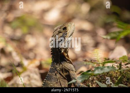 Female Eastern Water Dragon Stock Photo