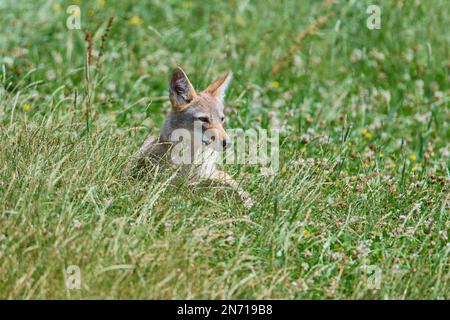 Kojote (Canis latrans), in meadow Stock Photo