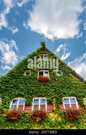 House overgrown with vines Stock Photo