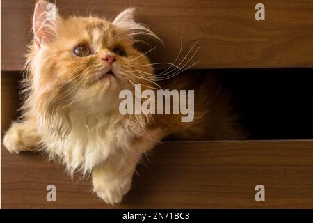 Close-up of a fluffy ginger Persian cat sticking its head through a gap in a piece of furniture Stock Photo