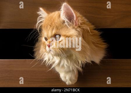 Close-up of a fluffy ginger Persian cat sticking its head through a gap in a piece of furniture Stock Photo