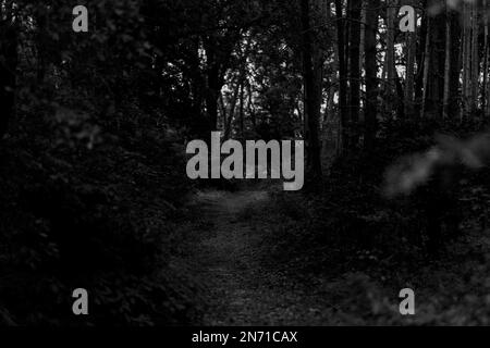 Small narrow hiking trail in a forest, very shallow depth of field, nice fuzzy bokeh, black and white Stock Photo