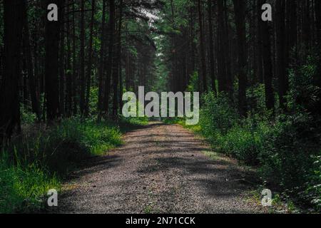 Forest road for forestry vehicles in a pine forest near Berlin in Germany Stock Photo