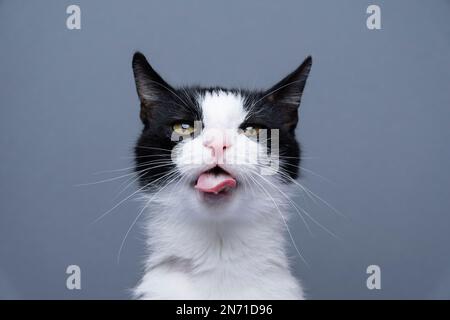 tuxedo cat making funny face, sticking out tongue looking at camera, portrait on gray background Stock Photo