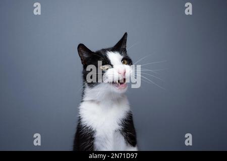 tuxedo cat making funny face, sticking out tongue looking at camera ...