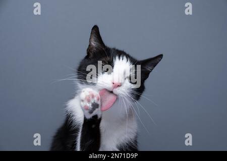 tuxedo cat grooming portrait, licking paw on gray background with copy space Stock Photo