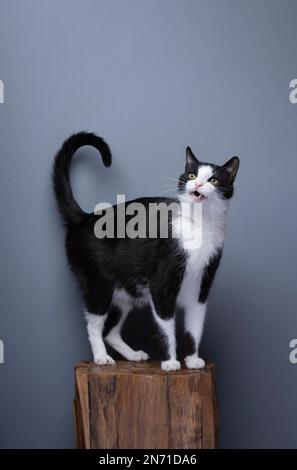 curious calico cat standing on wooden pedestal with tail up, full body shot, meowing with mouth open on gray background with copy space Stock Photo