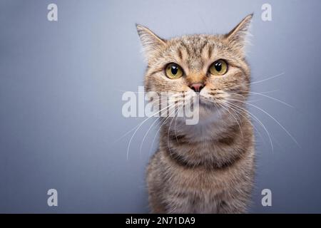 cute tabby cat looking at camera, portrait on gray background with copy space Stock Photo