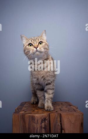 curious tabby cat standing on wooden pedestal portrait on gray background with copy space Stock Photo