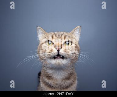 cute tabby cat meowing looking at camera portrait on gray background with copy space Stock Photo