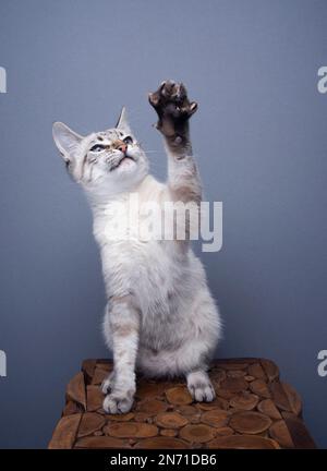 playful young cat raising paw on gray background with copy space Stock Photo