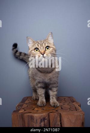 curious tabby cat standing on wooden pedestal portrait on gray background with copy space Stock Photo