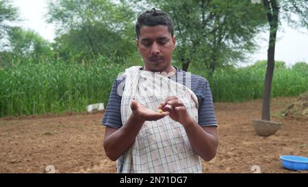 Agronomist inspecting barley plant development in field, close up of male farmer hand gently touching seeds of millet. Stock Photo