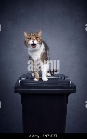 angry cat sitting on thrashcan for residual waste on gray concrete background with copy space. concept image for mineral cat litter pollution Stock Photo
