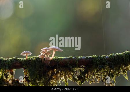 tiny Mycena on a mossy branch, Pfälzerwald Nature Park, Pfälzerwald-Nordvogesen Biosphere Reserve, Rhineland-Palatinate, Germany Stock Photo