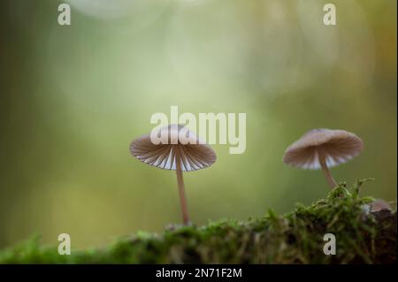 tiny Mycena on a mossy branch, Pfälzerwald Nature Park, Pfälzerwald-Nordvogesen Biosphere Reserve, Rhineland-Palatinate, Germany Stock Photo