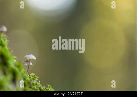 tiny Mycena on a mossy branch, Pfälzerwald Nature Park, Pfälzerwald-Nordvogesen Biosphere Reserve, Rhineland-Palatinate, Germany Stock Photo