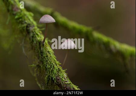 tiny Mycena on a mossy branch, Pfälzerwald Nature Park, Pfälzerwald-Nordvogesen Biosphere Reserve, Rhineland-Palatinate, Germany Stock Photo