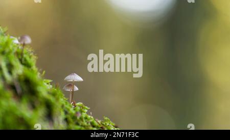 tiny Mycena on a mossy branch, Pfälzerwald Nature Park, Pfälzerwald-Nordvogesen Biosphere Reserve, Rhineland-Palatinate, Germany Stock Photo