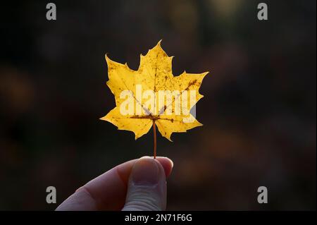 Autumn walk in forest, woman hand with small yellow maple leaf, back light Stock Photo