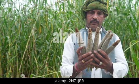 Agronomist inspecting barley plant development in field, close up of male farmer hand gently touching ear of millet. Stock Photo