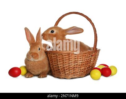 Adorable furry Easter bunnies and wicker basket with dyed eggs on white ...