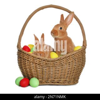Adorable furry Easter bunnies in wicker basket and dyed eggs on white ...