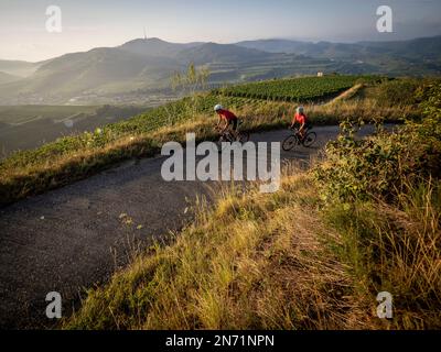 Curves, serpentines and vineyard terraces at the Mondhalde, Kaiserstuhl Stock Photo