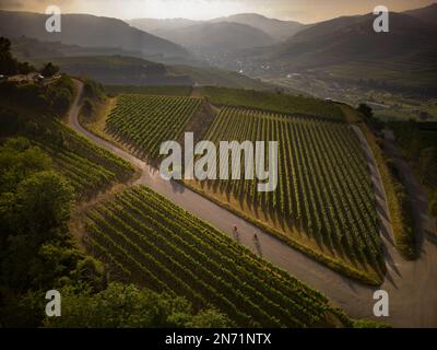 Curves, serpentines and vineyard terraces at the Mondhalde, Kaiserstuhl Stock Photo