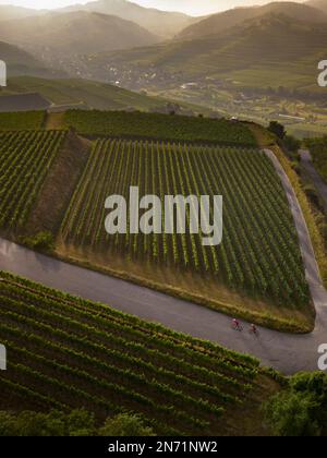 Curves, serpentines and vineyard terraces at the Mondhalde, Kaiserstuhl Stock Photo