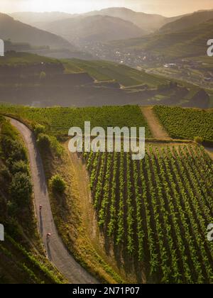 Curves, serpentines and vineyard terraces at the Mondhalde, Kaiserstuhl Stock Photo