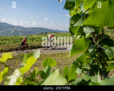 Curves, serpentines and vineyard terraces at Texaspass, Kaiserstuhl Stock Photo