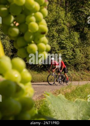 Curves, serpentines and vineyard terraces at Texaspass, Kaiserstuhl Stock Photo