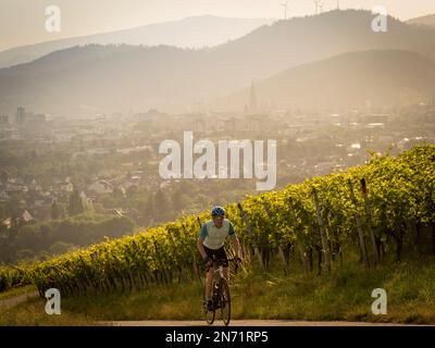 Road cyclist in the vineyards near Freiburg-St. Georgen. In the background the city of Freiburg and the peaks of the Black Forest. Stock Photo
