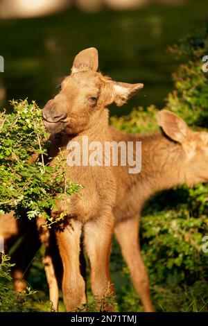 Baby moose, elk, Alces alces Stock Photo
