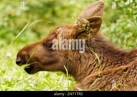 Baby moose, elk, Alces alces Stock Photo