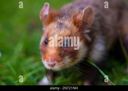 Field hamster, Cricetus cricetus, European hamster, meadow Stock Photo