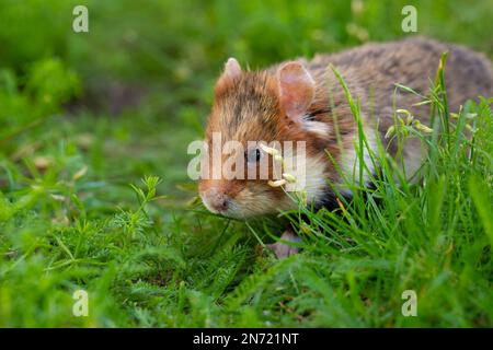 Field hamster, Cricetus cricetus, European hamster, meadow Stock Photo