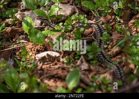 Adder, male, Vipera berus Stock Photo