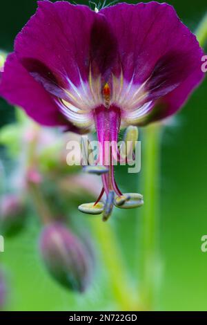 Brown cranesbill, Geranium phaeum, flower, buds Stock Photo