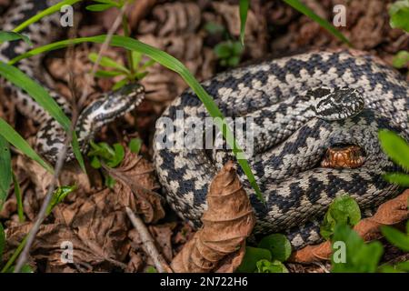 Adder, male, female, mating, Vipera berus, rivals Stock Photo - Alamy