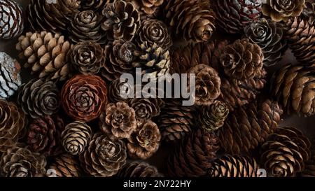 Cones from different coniferous trees, decoration with natural materials Stock Photo