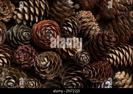 Cones from different coniferous trees, decoration with natural materials Stock Photo