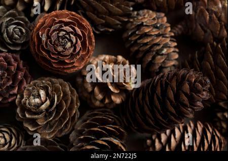 Cones from different coniferous trees, decoration with natural materials Stock Photo