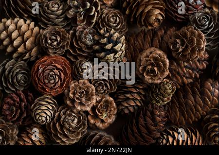 Cones from different coniferous trees, decoration with natural materials Stock Photo
