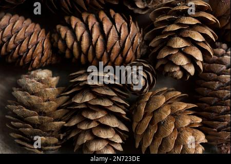 Cones from different coniferous trees, decoration with natural materials Stock Photo