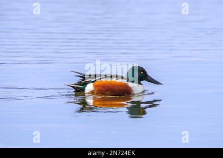 Northern shoveler (Spatula clypeata / Anas clypeata) adult male / drake swimming in pond in winter Stock Photo