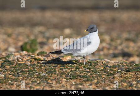 Sabine's gull (Xema sabini) on coastal shingle at low tide. The species is a rare visitor to the UK. Stock Photo